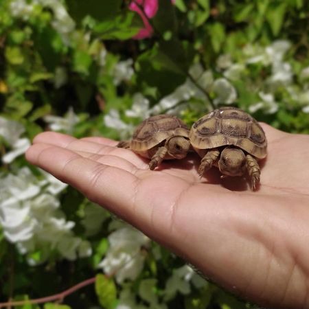 Lotus Turtle Garden Eilat Apartment ภายนอก รูปภาพ