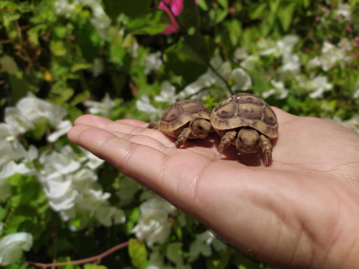 Lotus Turtle Garden Eilat Apartment ภายนอก รูปภาพ