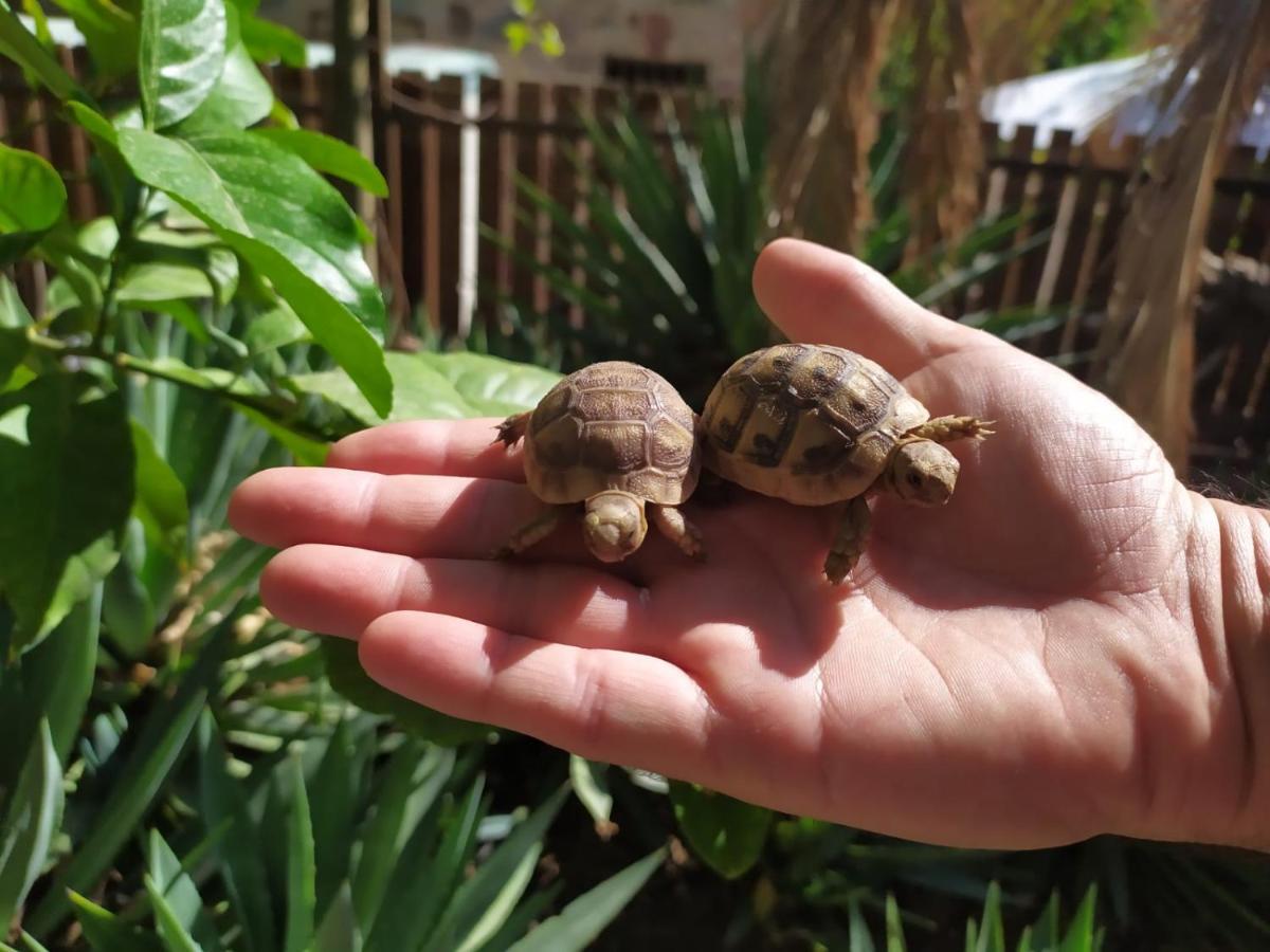 Lotus Turtle Garden Eilat Apartment ภายนอก รูปภาพ
