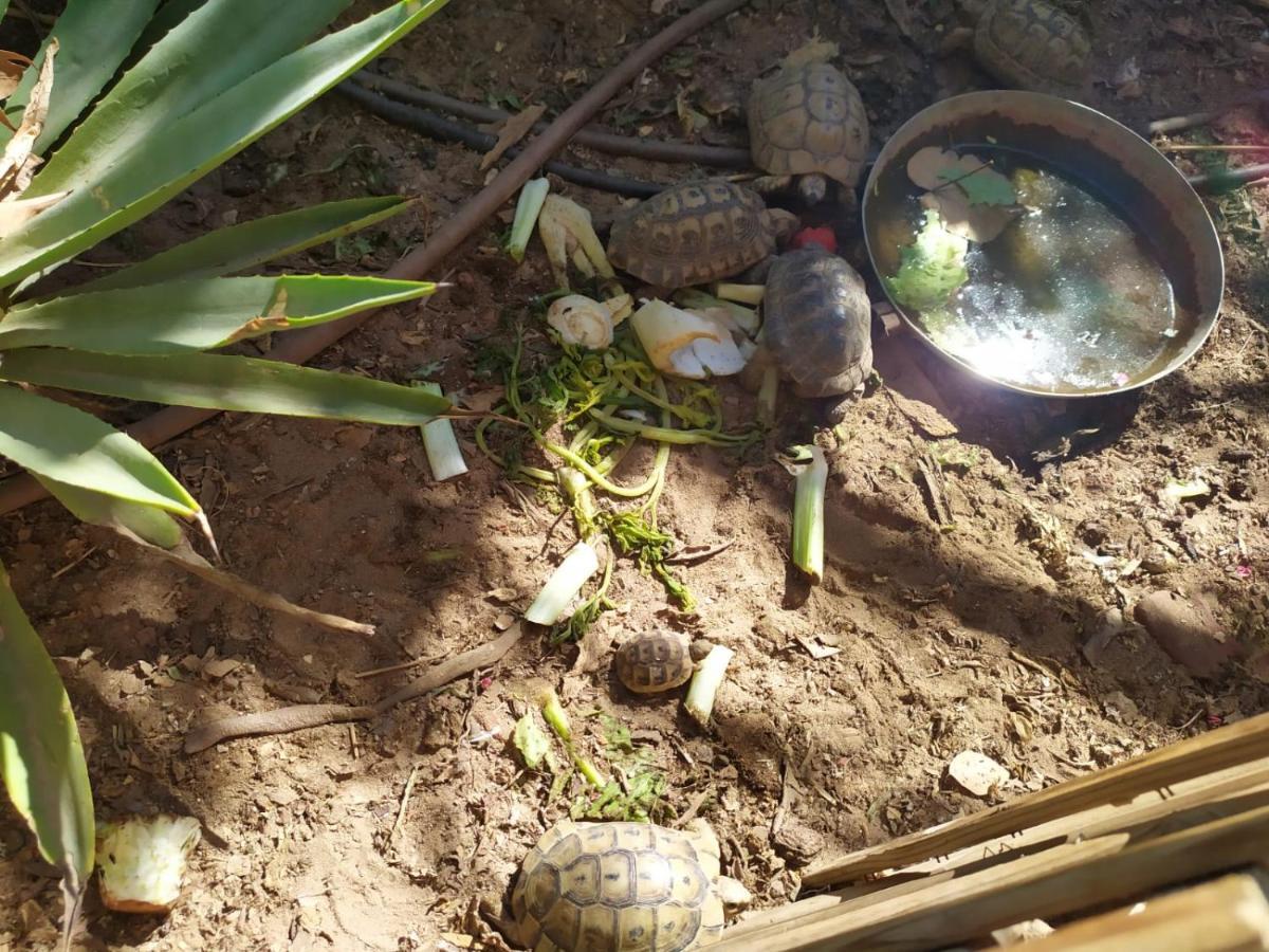 Lotus Turtle Garden Eilat Apartment ภายนอก รูปภาพ