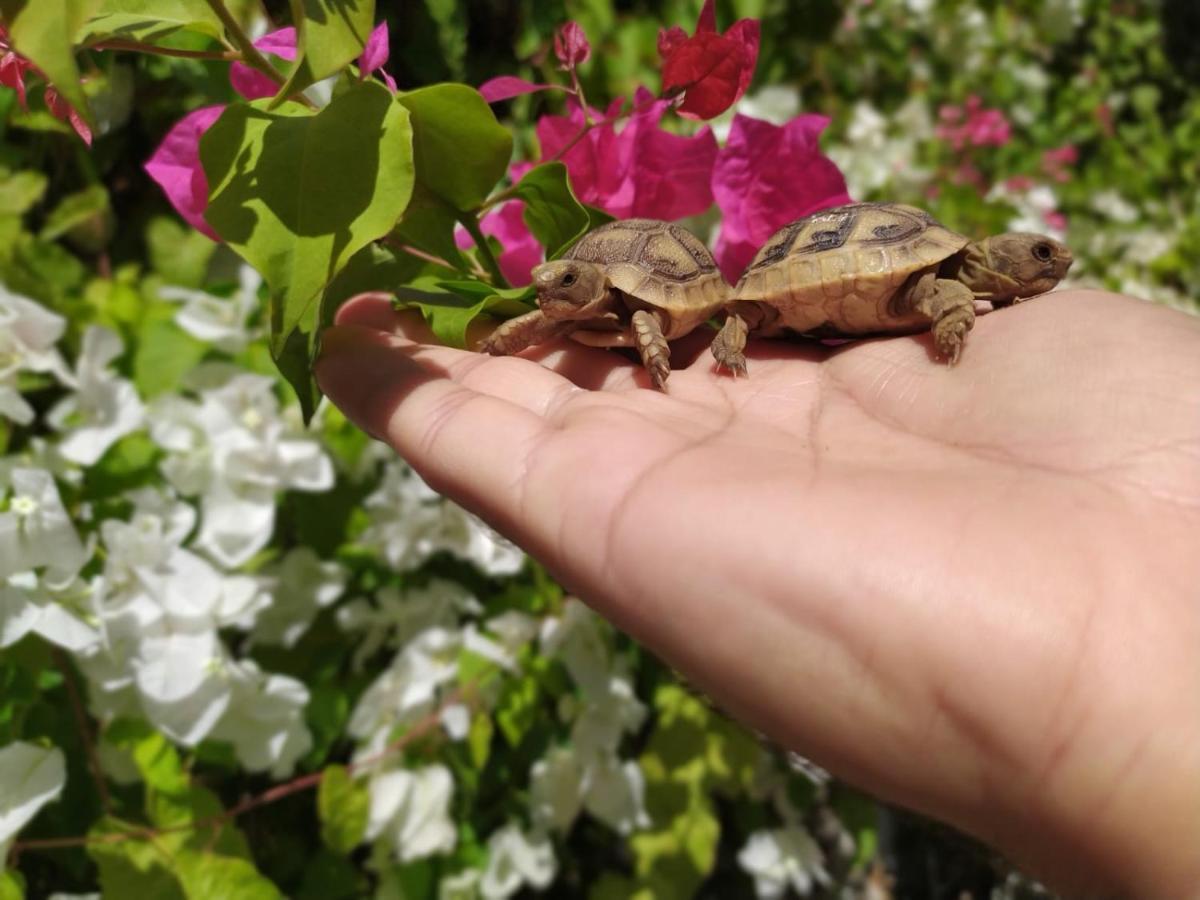 Lotus Turtle Garden Eilat Apartment ภายนอก รูปภาพ
